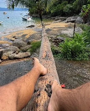 Coqueiro deitado sobre praia de pedras